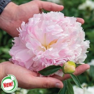 Mr. Ed Peony Thumbnail